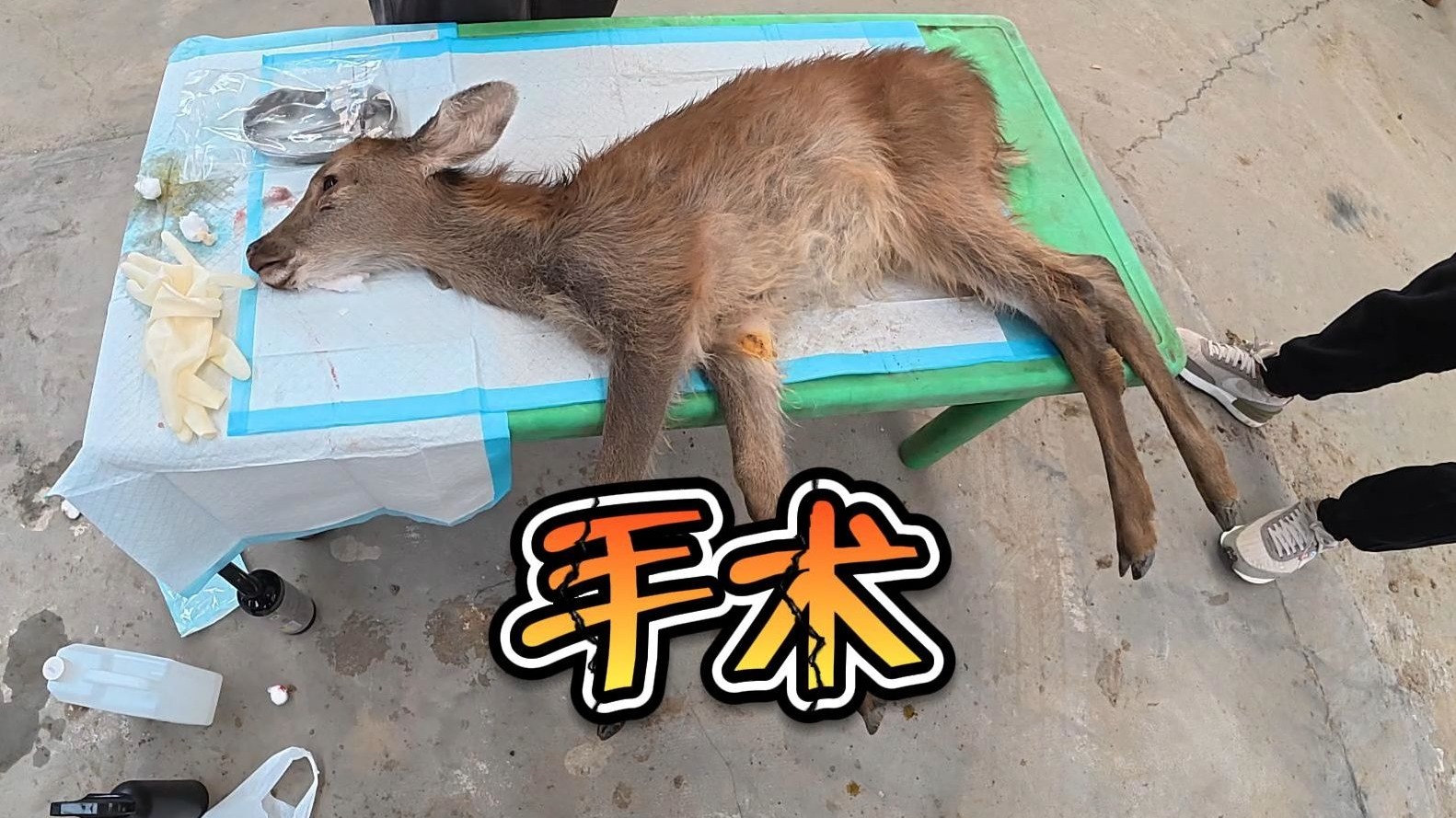 梅花鹿也是上过手术台了！真是万幸了！