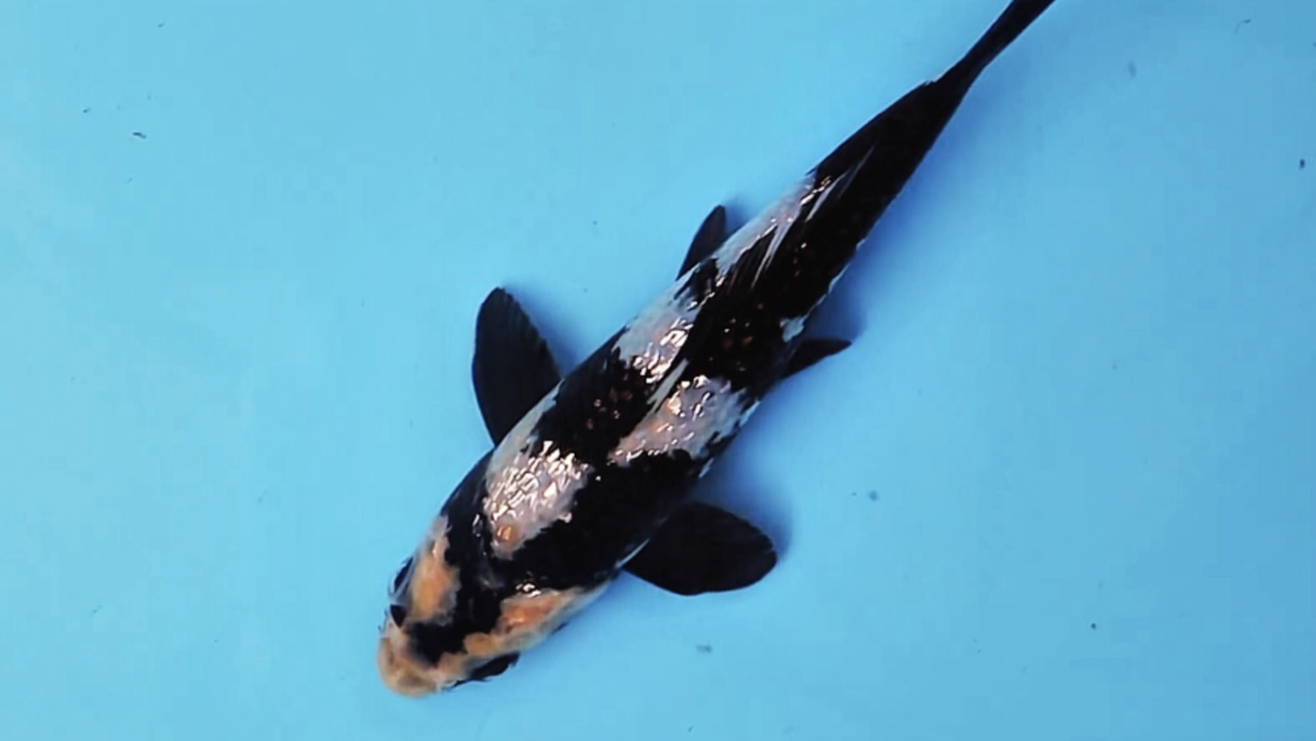 面迫银鳞白写锦鲤,重墨滴逸品观赏鱼.