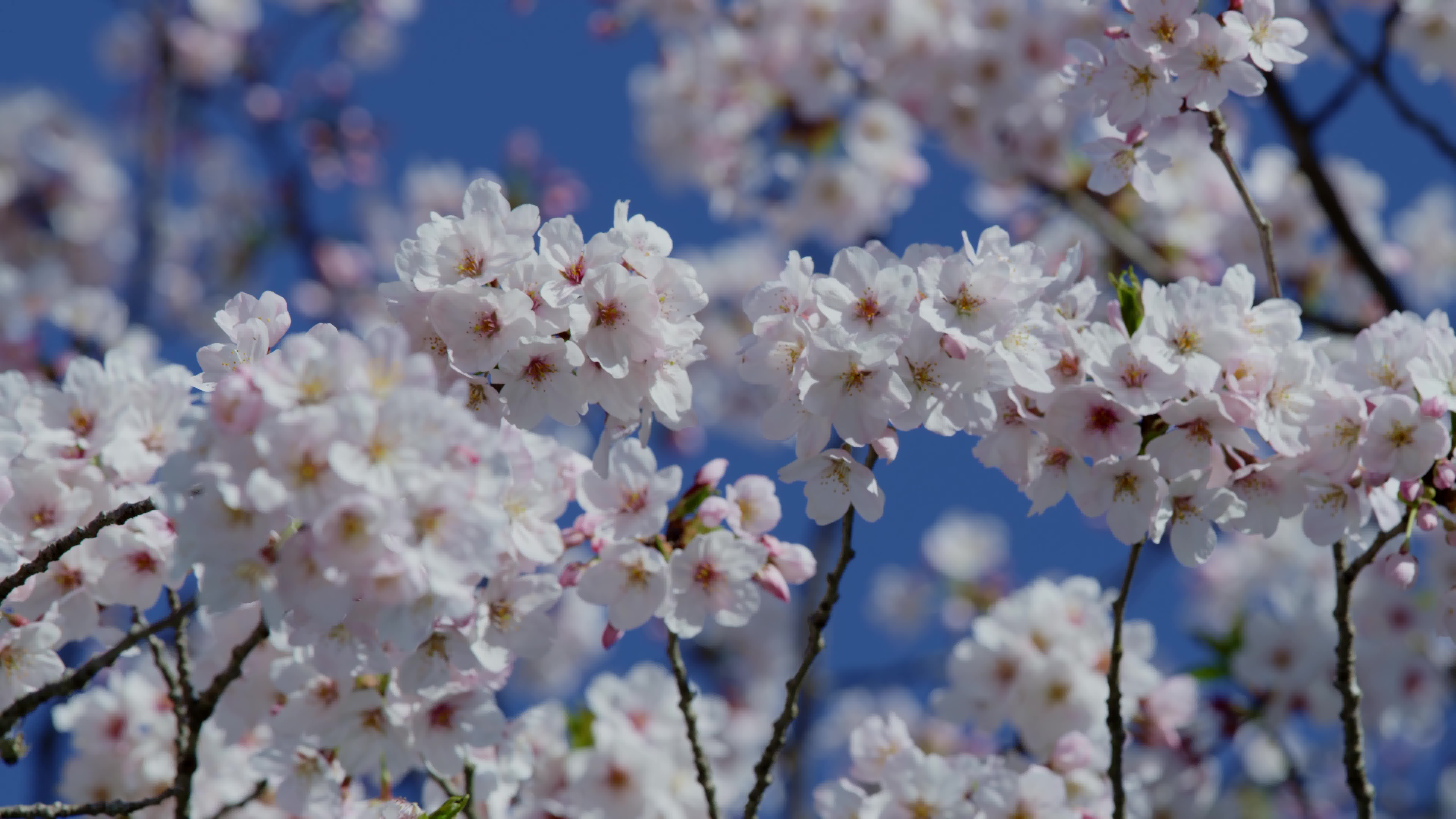 sakura in 8k