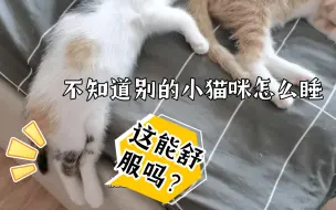 Video herunterladen: 小猫咪的奇怪睡姿～你到底是跟谁学的？