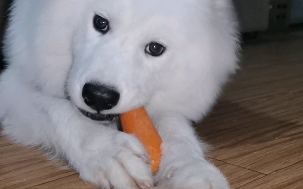 萨摩耶吃东西吧唧嘴