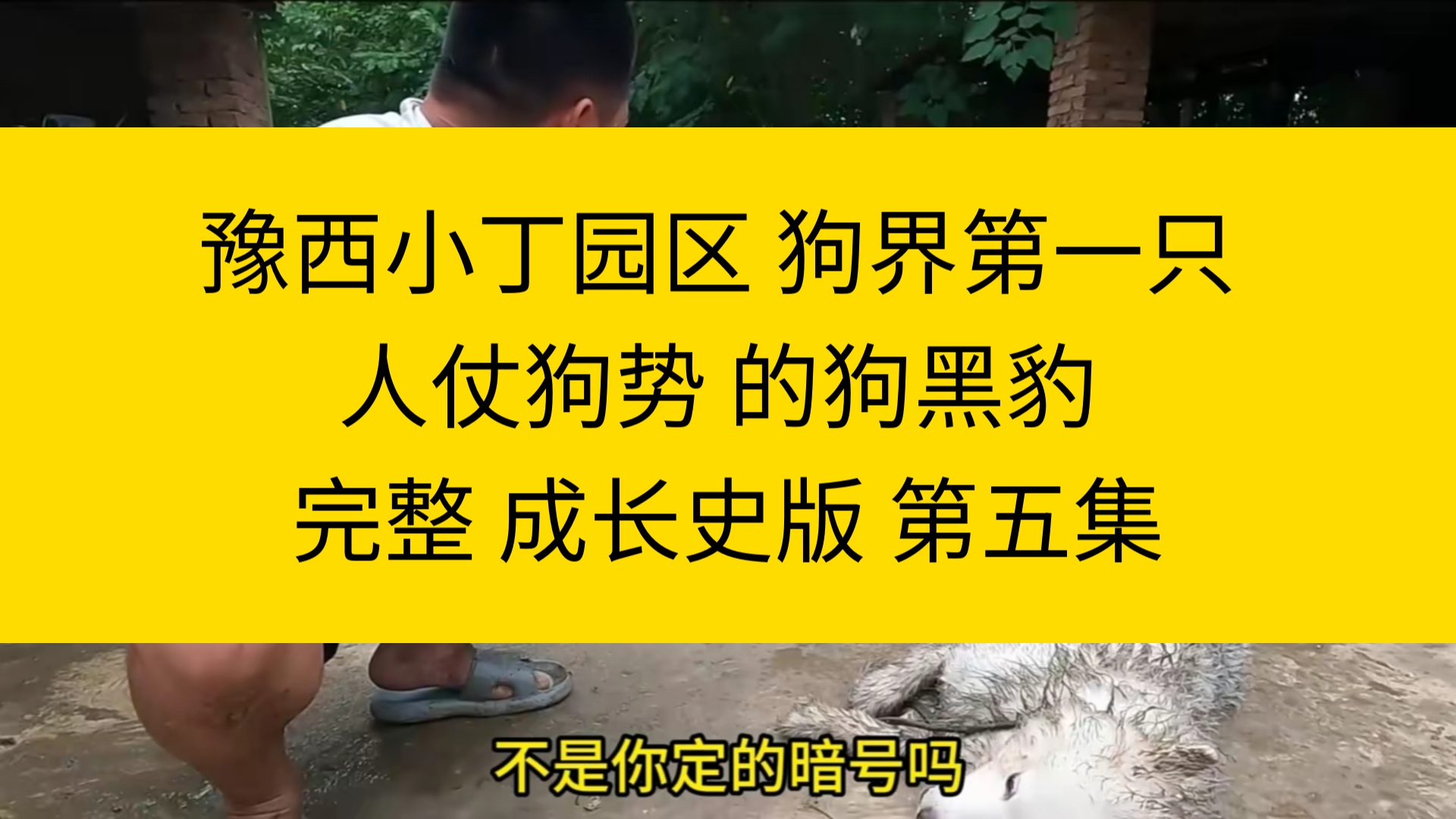 豫西小丁园区 狗界第一只 人仗狗势 的狗黑豹 完整成长史版 第五集哔哩哔哩bilibili