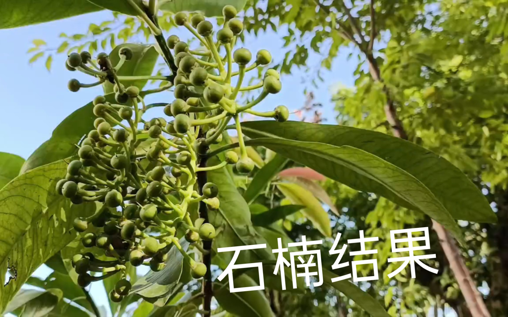 球花石楠果实图片