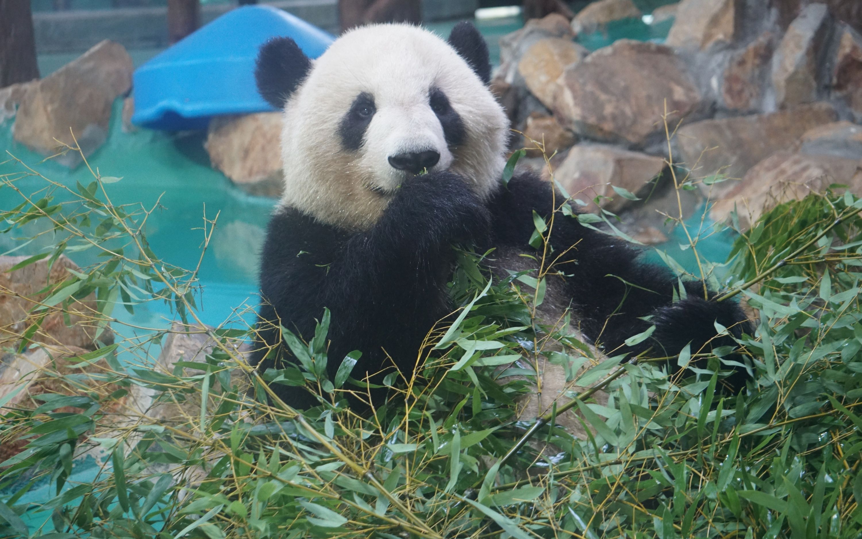 【大熊猫星光】小秃头,我也想尝尝你手里的竹子什么味道,分我一口呗