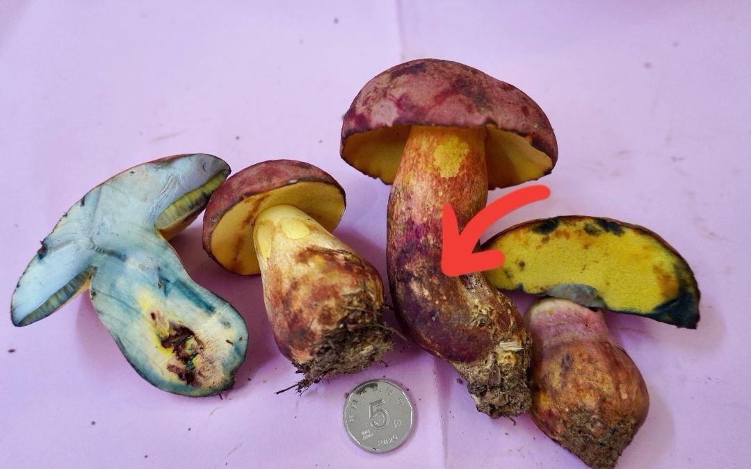 科微论文周边李海蛟博士带您了解毒蘑菇兰茂牛肝菌