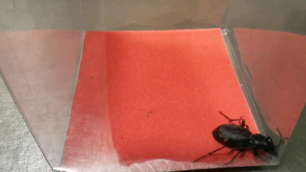 虫王争霸赛之麻布甲vs蚰蜒_哔哩哔哩_bilibili