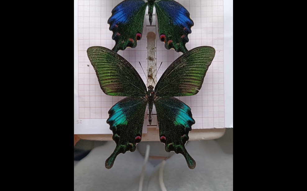 碧凤蝶标本自制