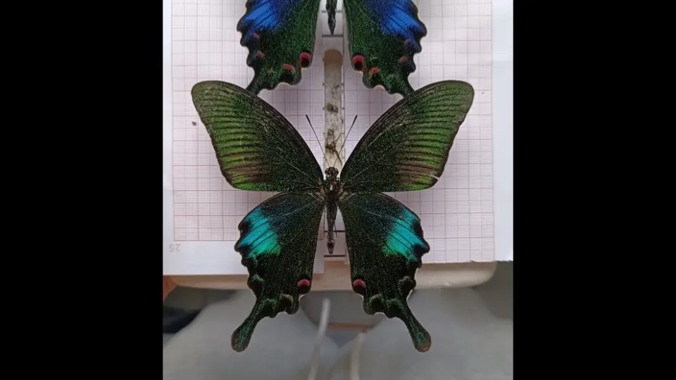 碧凤蝶标本自制欣赏。后来又重新提前翅有些低。碧凤蝶Papilio bianor 