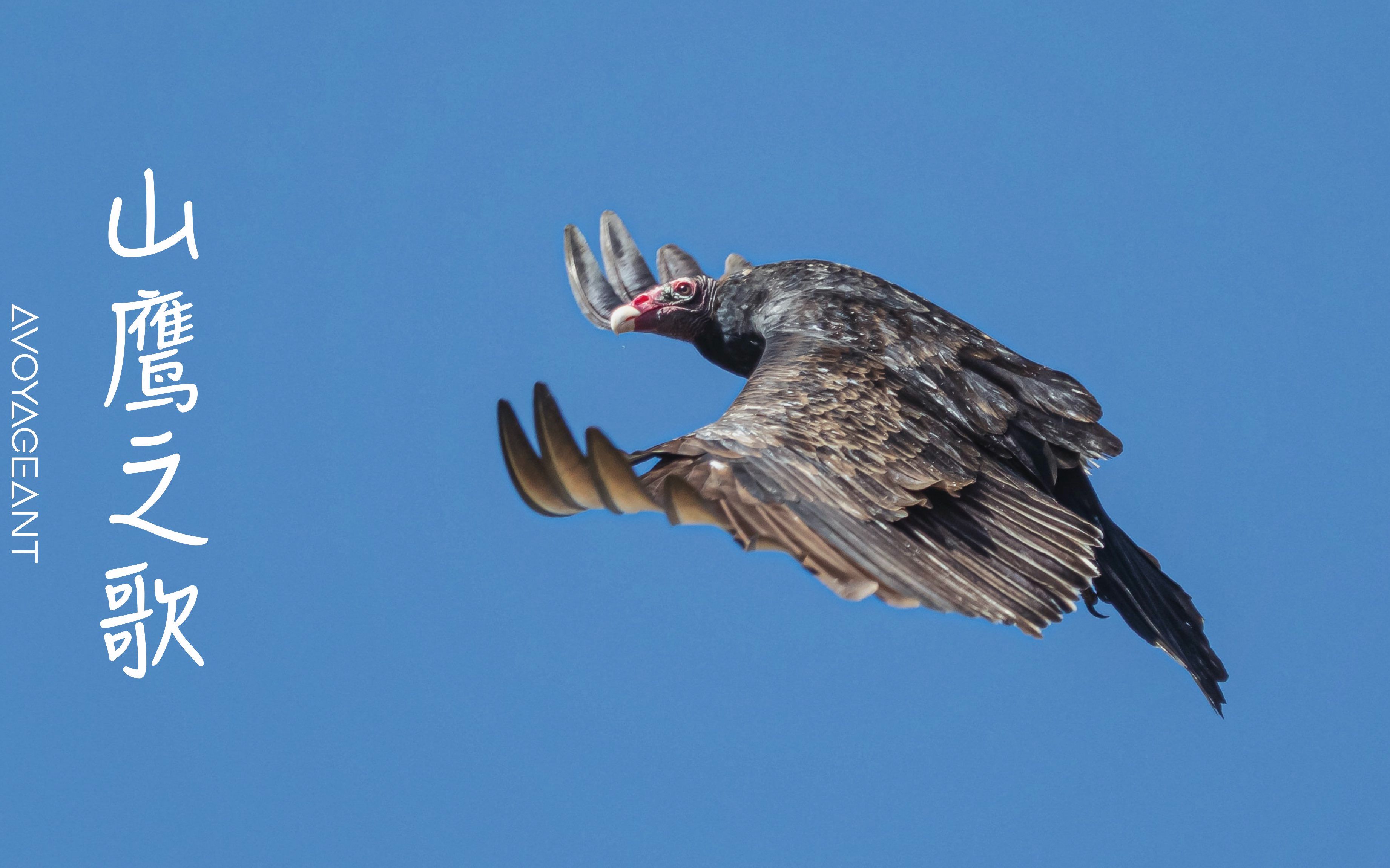 [图]山鹰之歌 ⁷ 🦅 | 器乐