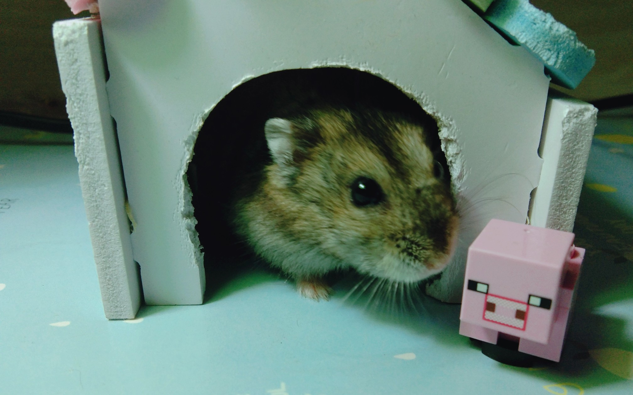 一只硕大的仓猪-----啵唧