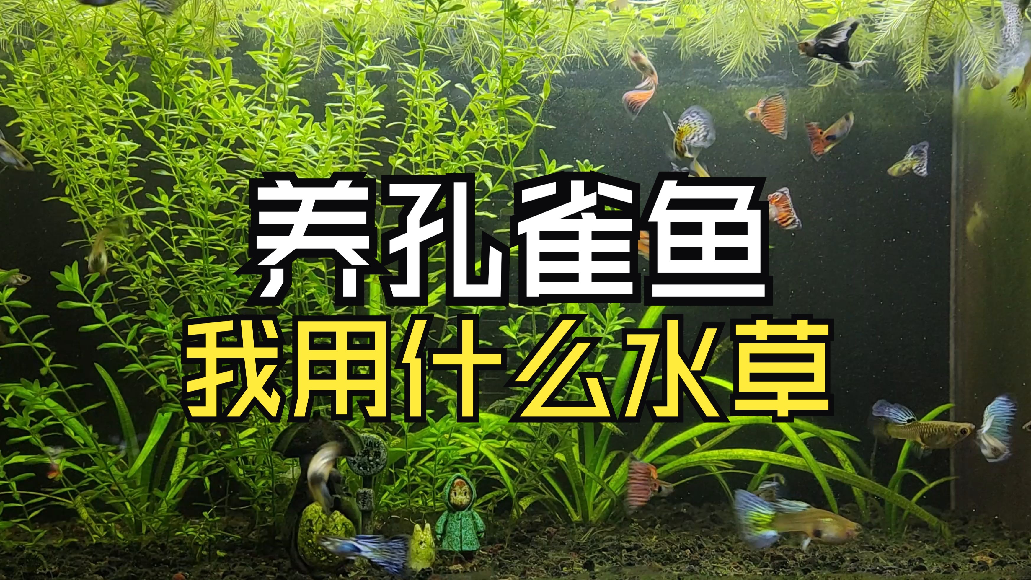 养孔雀鱼我都用什么水草