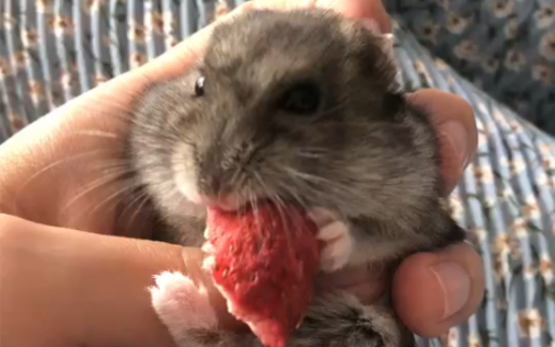 【仓鼠】小老鼠吃草莓