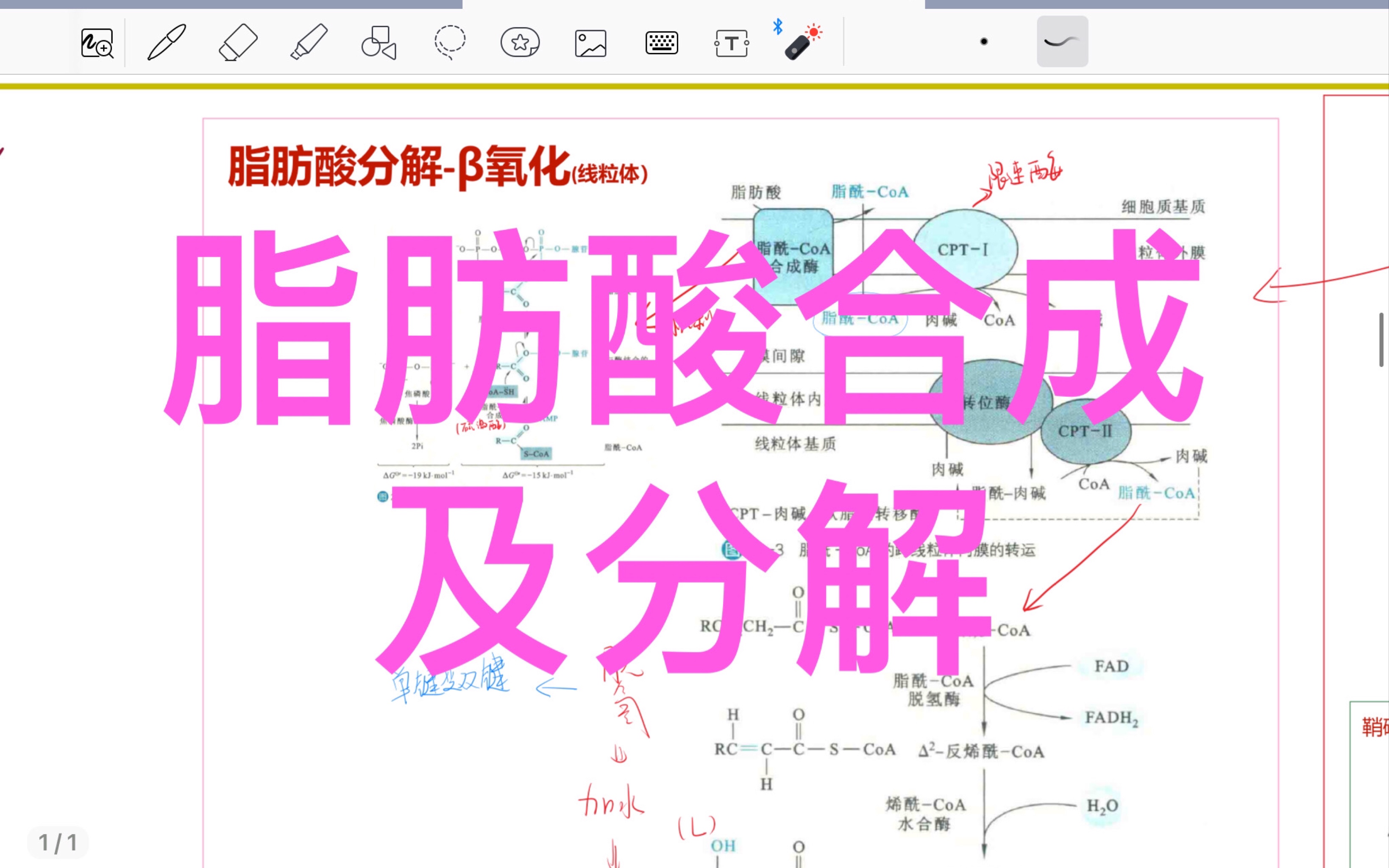 [图]【代谢复盘】脂肪酸合成及分解