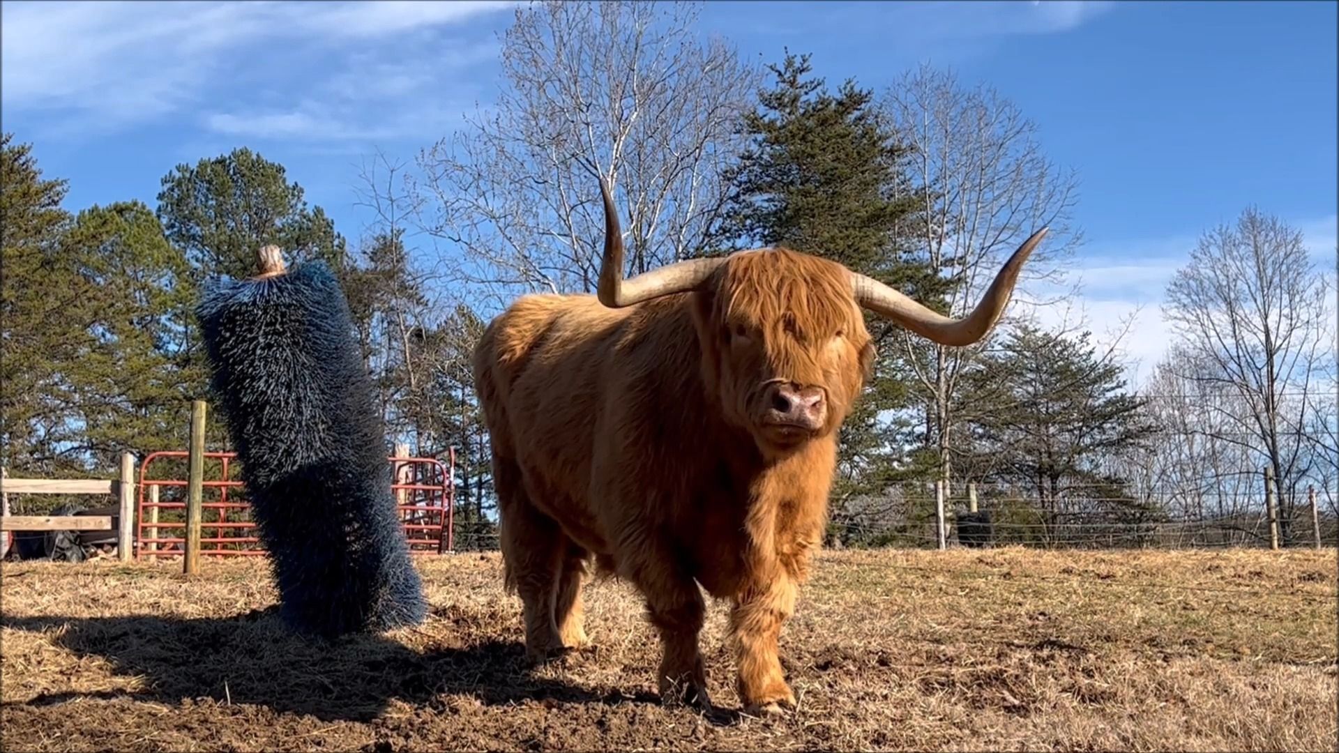 哈米,跳舞的高地牛 | | 哈米和基洛