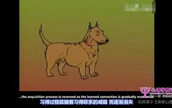 巴甫洛夫的经典条件反射实验哔哩哔哩bilibili