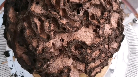 黑翅土白蚁菌圃开黑花了