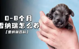 Download Video: 雪纳瑞幼犬饲养指南，手把手教你养！