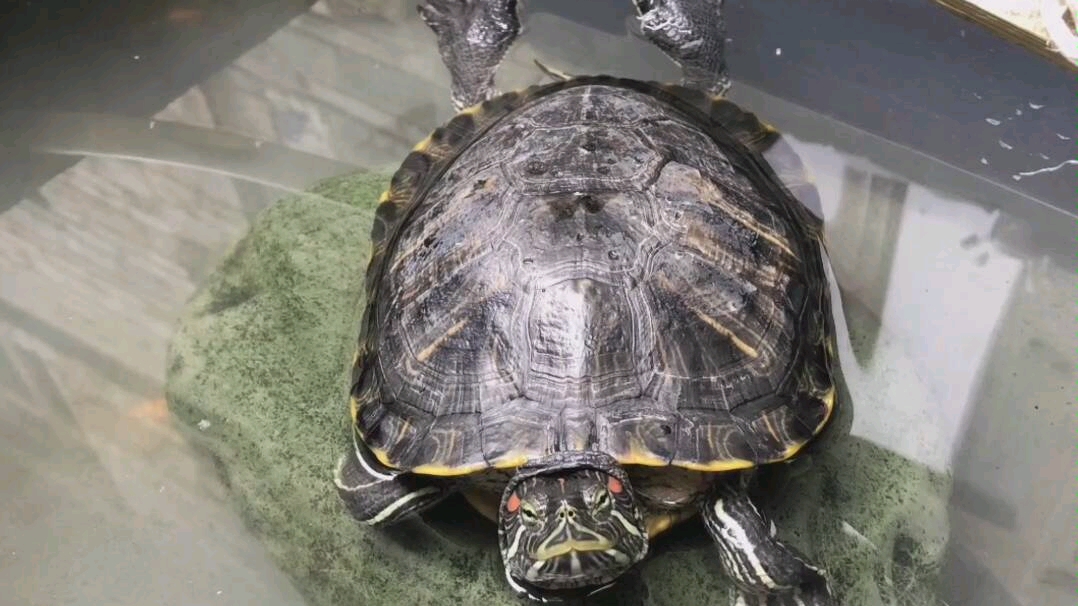 【巴西龟】想念家里的入侵物种了