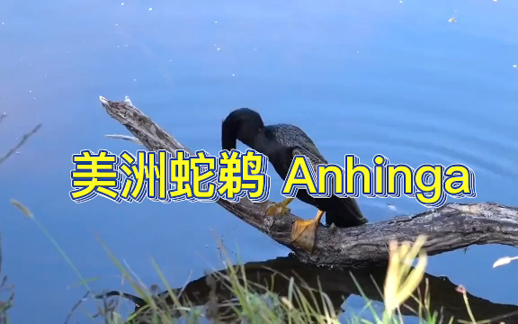 蛇鸟(美洲蛇鹈 Anhinga)哔哩哔哩bilibili