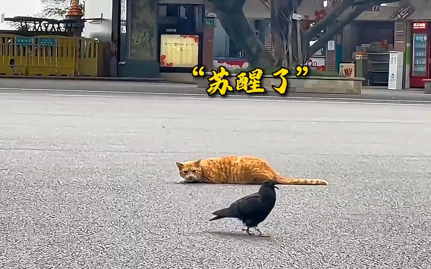 [图]喵星人的高燃时刻，老虎的师傅果然名不虚传#猫咪的迷惑行为 ！