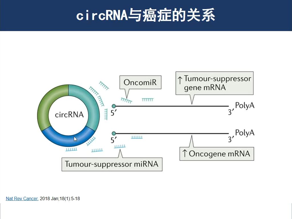 circRNA的生物学功能哔哩哔哩bilibili