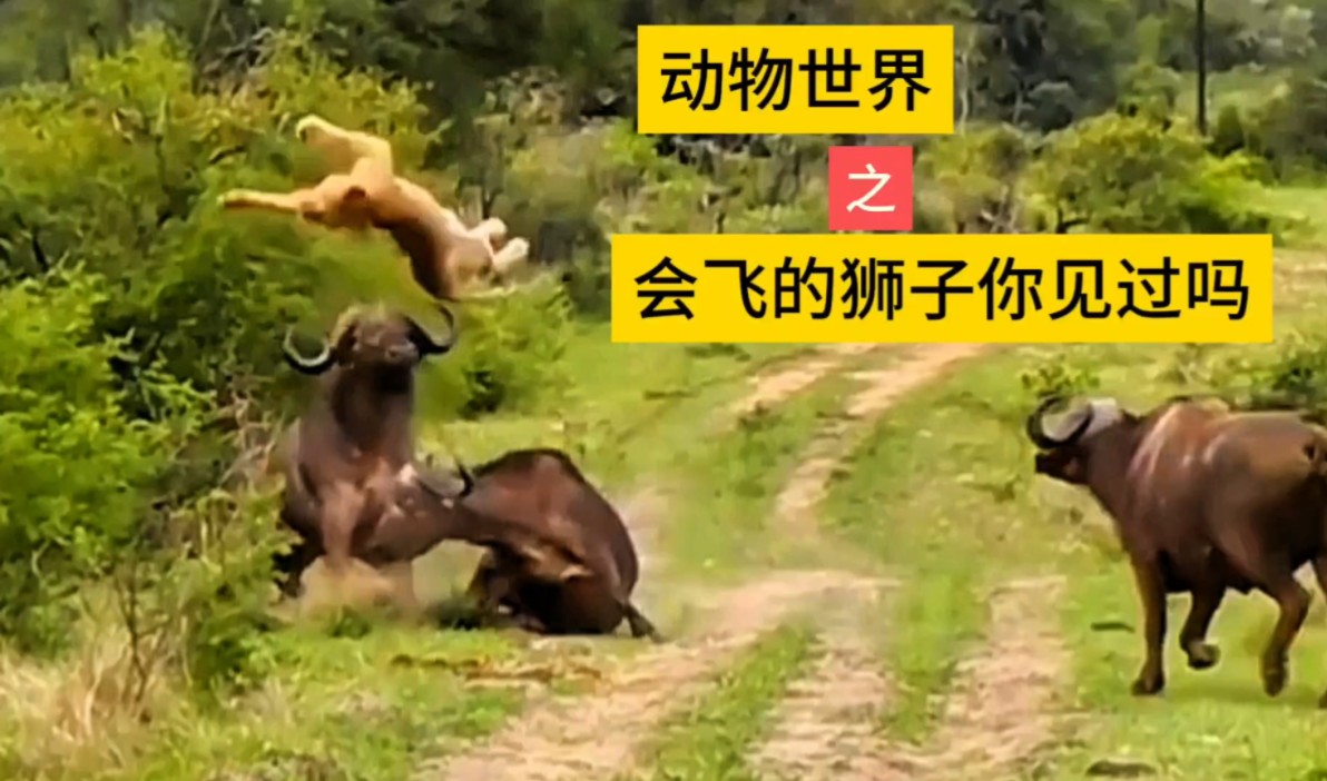 动物世界 #搞笑配音 #原创解说 #动物世界精彩锦集 #野生动物零距离