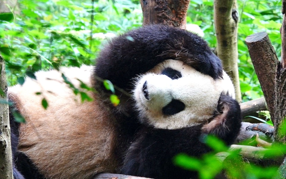 美兰:朵朵好痒,难道又要付账单了?