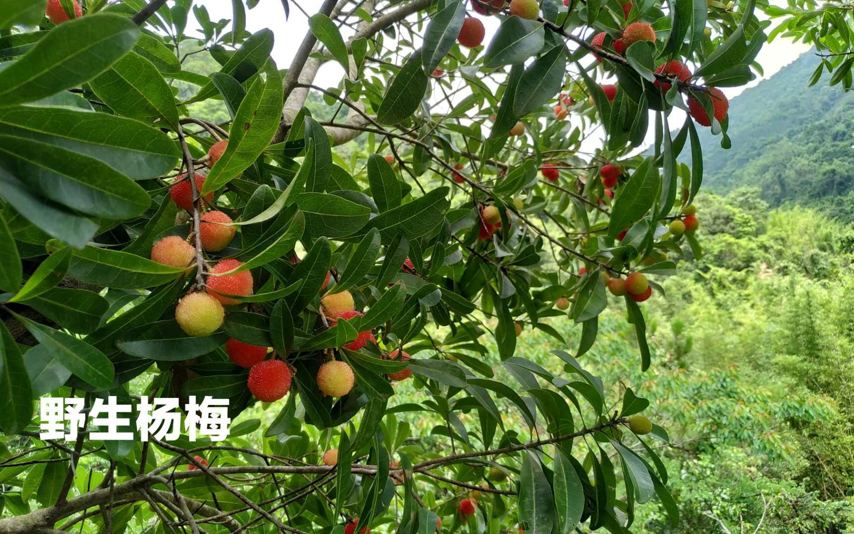 6米高野生杨梅树,摘完应该有几十斤的杨梅,边摘边吃太舒服了