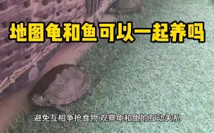 Скачать видео: 地图龟和鱼可以一起养吗