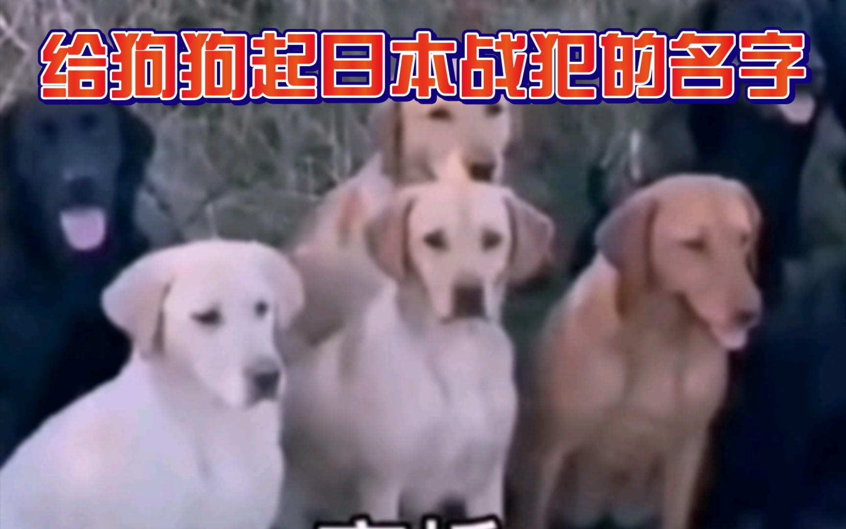 给狗狗起日本战犯名字哔哩哔哩bilibili