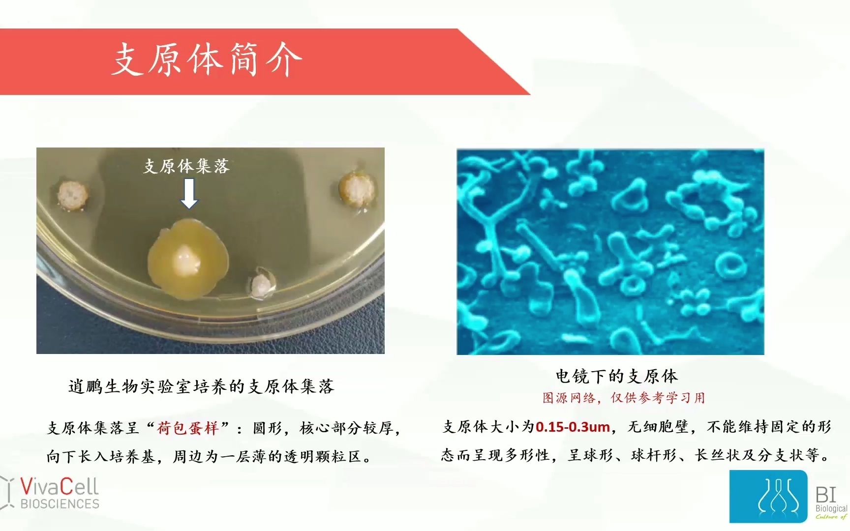 [图]【VivaCell小知识】揭开黑胶虫的神秘面纱（上）