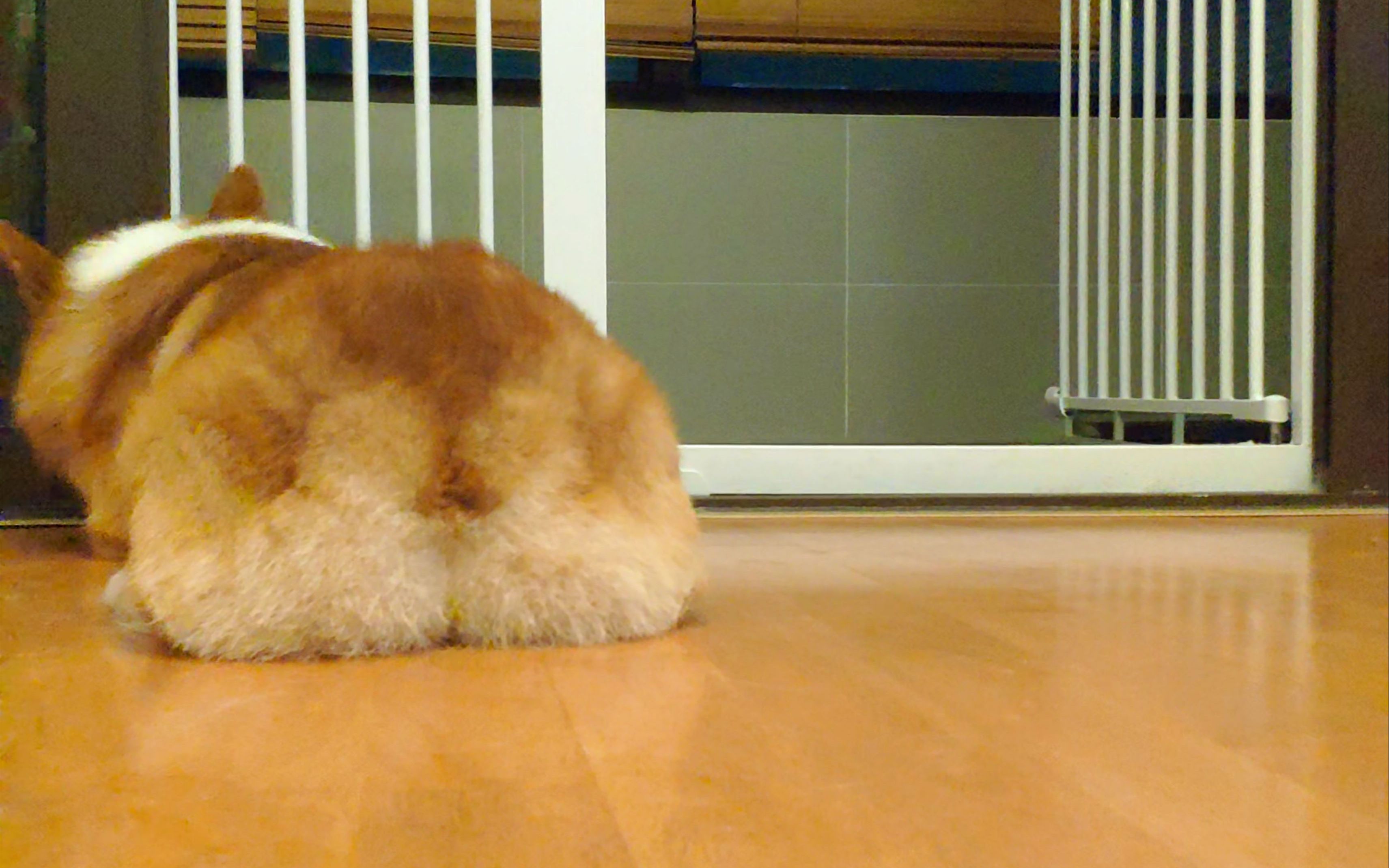 和狗狗玩一二三木头人 任务目标:柯基屁股