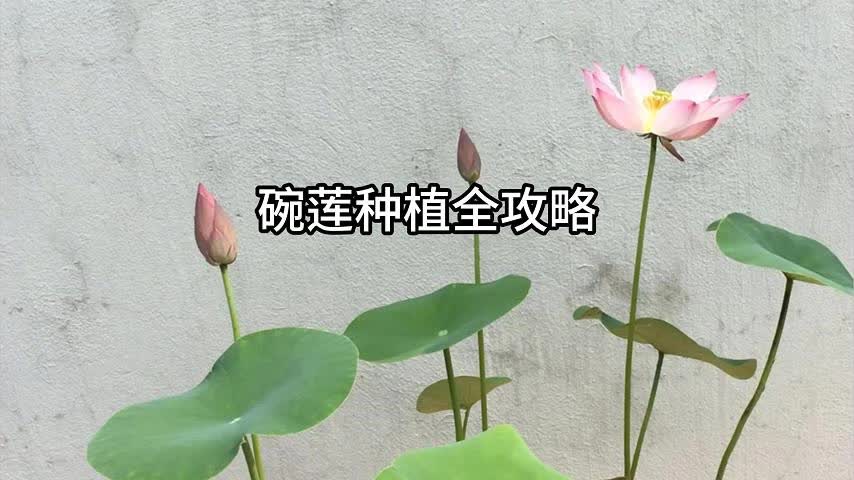 碗莲种植全攻略(用种子种碗莲)哔哩哔哩bilibili