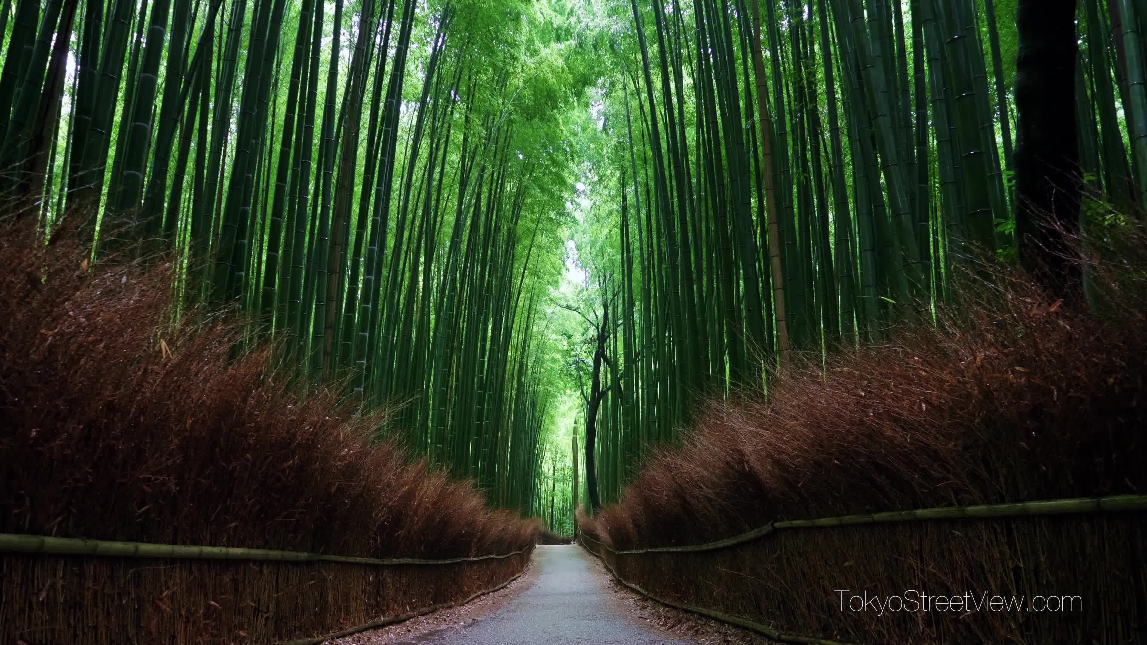 超清日本第一视角京都岚山竹林小径4k测试视频20207