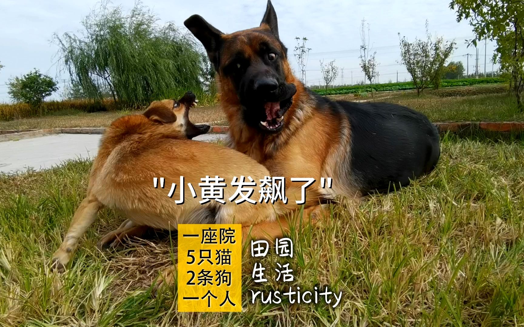 小黄狗又偷溜出去找朋友,回来被德牧一顿训:外面太危险了!