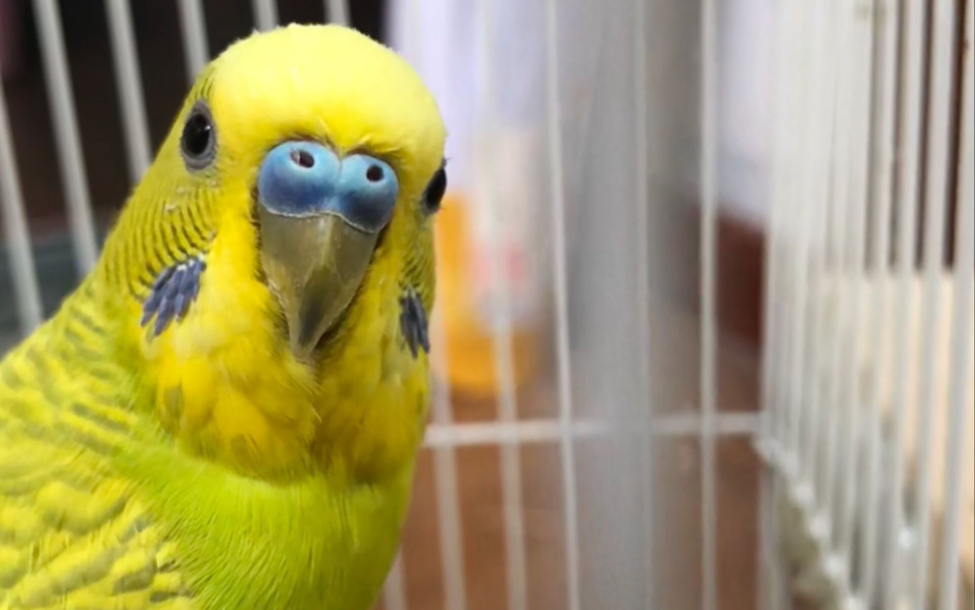 虎皮鹦鹉「黄小呆」的1小时生活记录_哔哩哔哩 (゜-゜)つロ 干杯