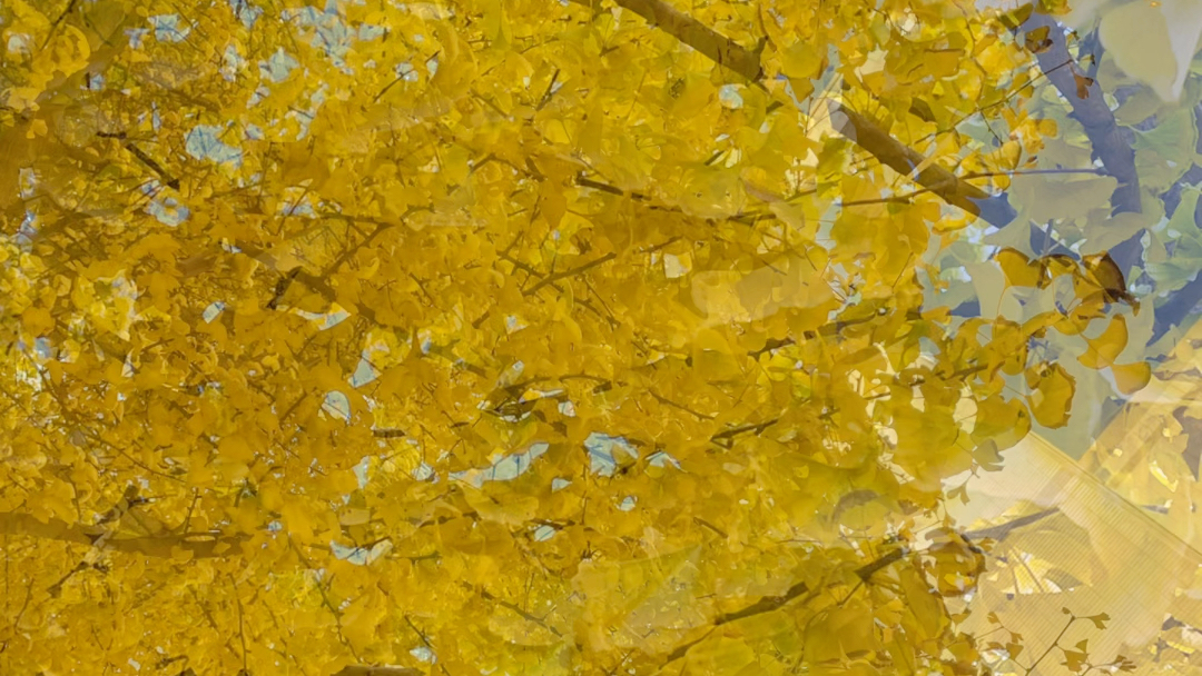 秋天的银杏树最美!