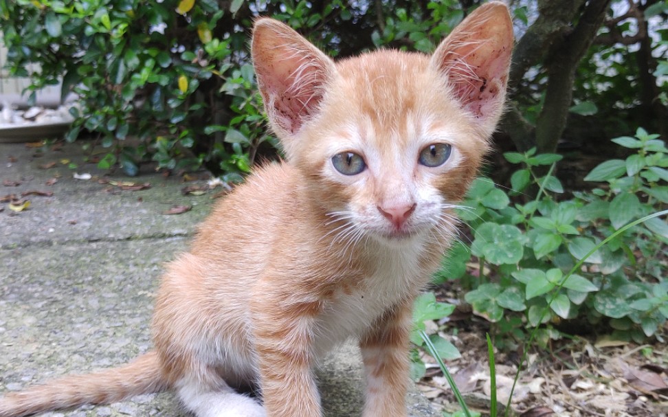 后花园猫12天——学会拉完自己舔干净了(?