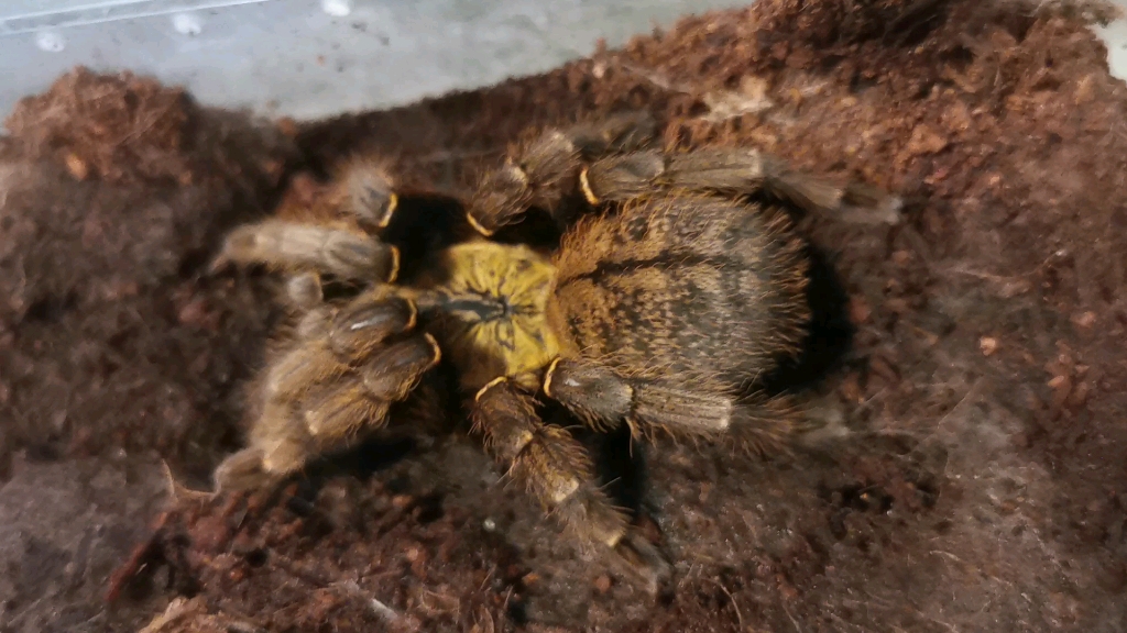 【捕鸟蛛】胡志明地老虎ch_哔哩哔哩_bilibili