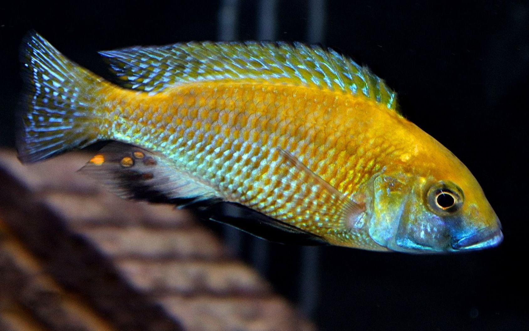 黄金胸丽鱼非洲慈鲷