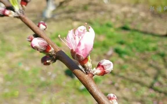 [图]原生态果园摘桃，收获最大的不是桃，而是桃花泪。