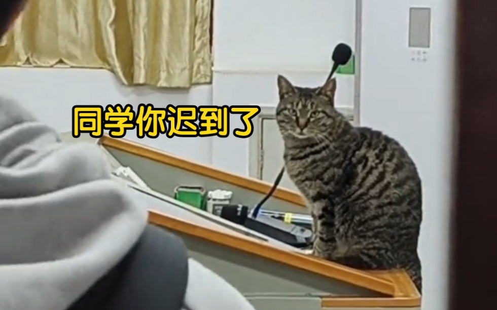 有些小猫跟个人似的!哔哩哔哩bilibili