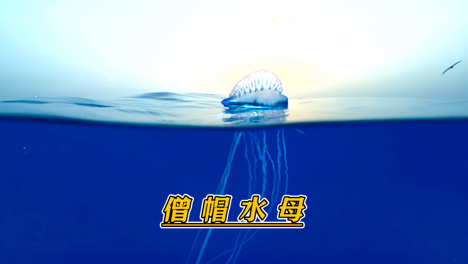 僧帽水母哔哩哔哩bilibili