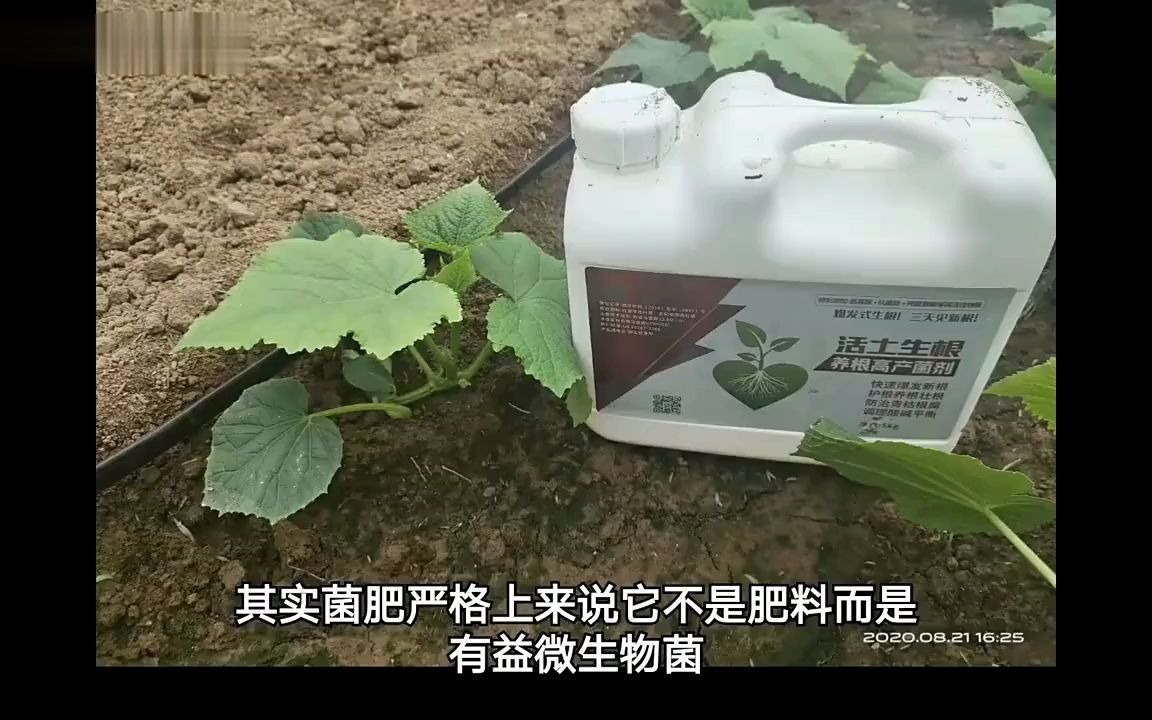 微生物菌肥对土壤的作用,微生物菌肥有什么作用和特点,微生物菌肥哪个厂家好哔哩哔哩bilibili