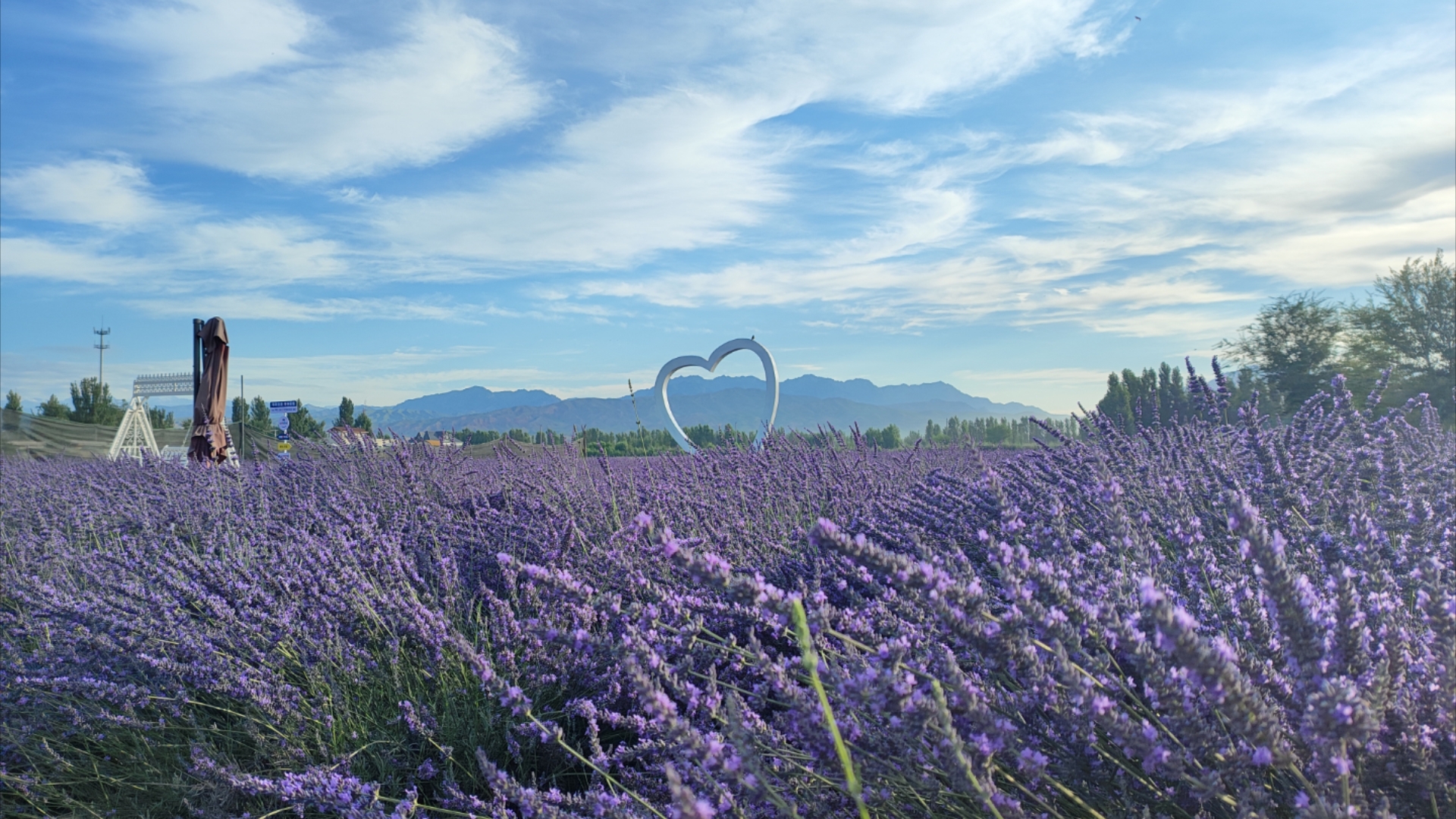霍城晃晃村薰衣草来啦