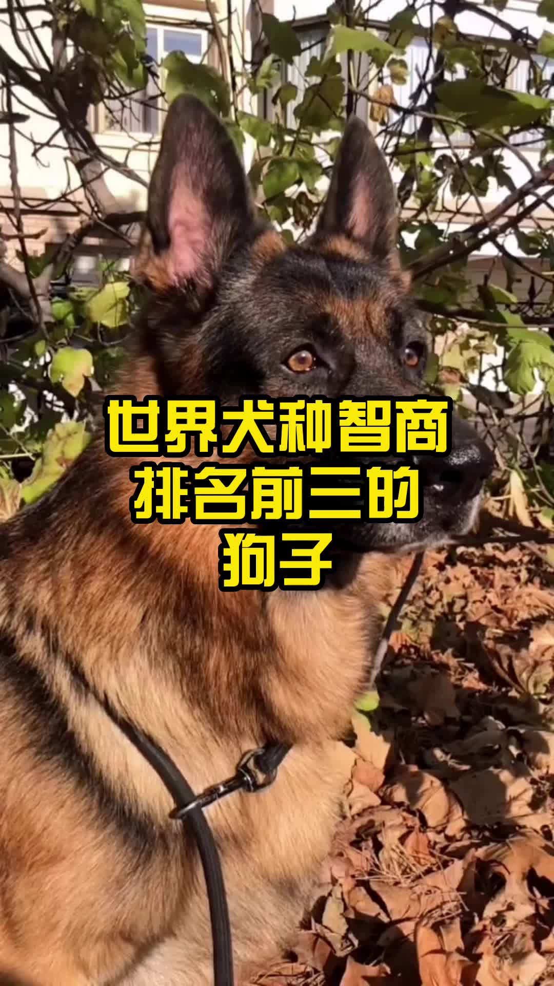 宠物时光—中华田园犬|摄影|宠物摄影|晓洋啊 - 原创作品 - 站酷 (ZCOOL)