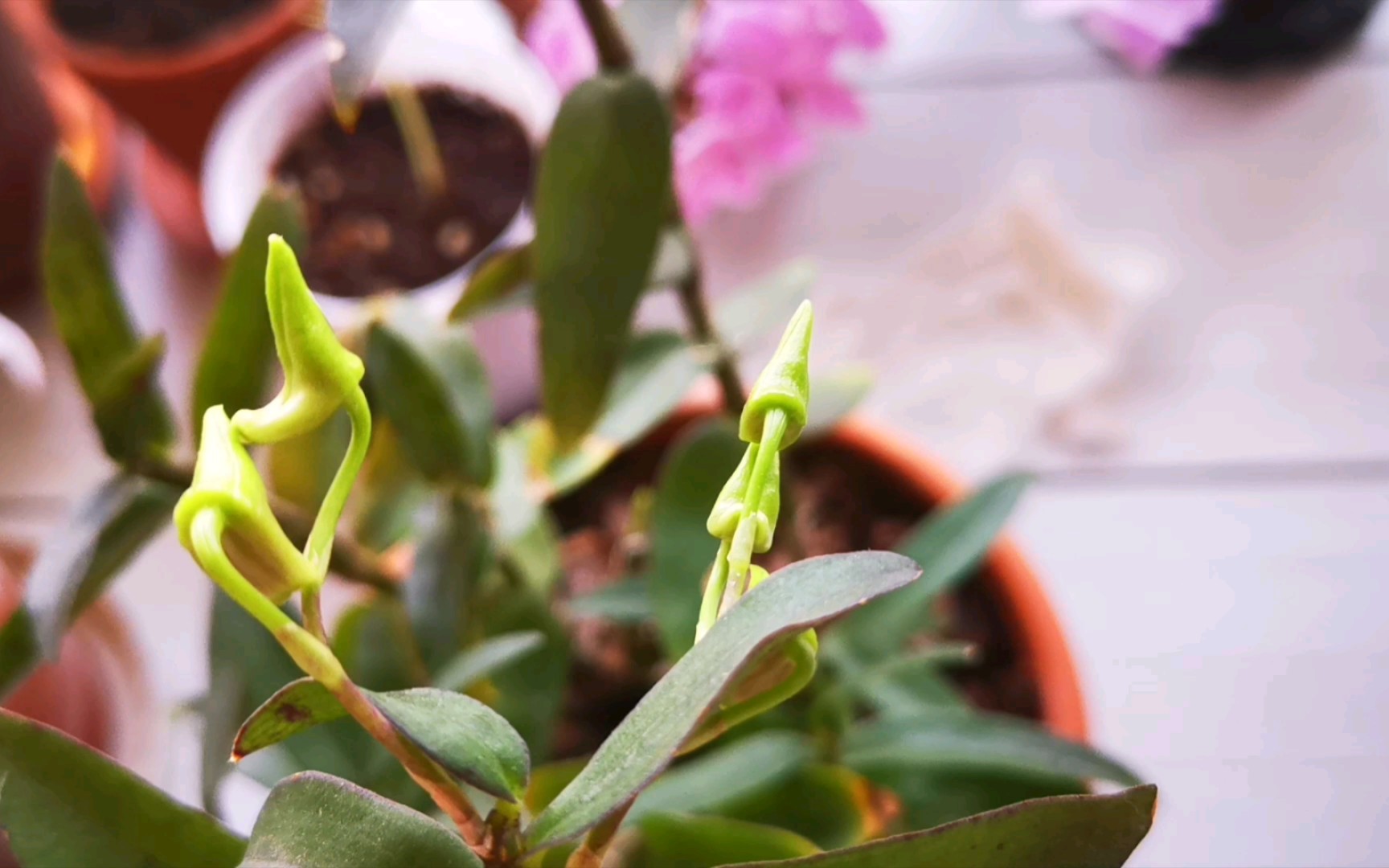 铁皮石斛的花苞很奇特!(91~▽~)91