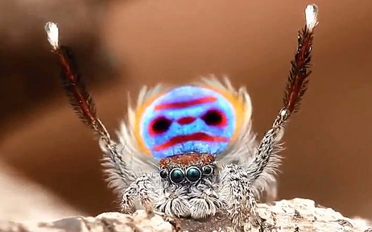 【纪录片】蜘蛛零距离 Incredible Spiders【粤/英双语中字】【全一集】哔哩哔哩bilibili