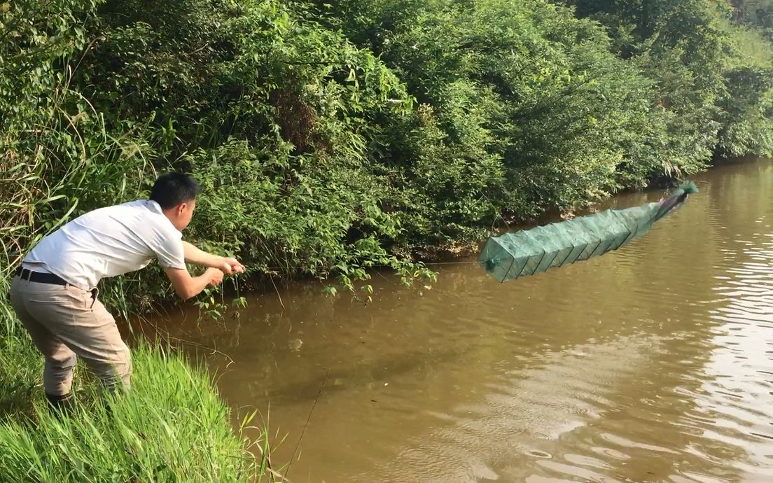 農村魚塘裡到處都是河蝦,小夥拿來地籠捕蝦,不到半小時就上貨