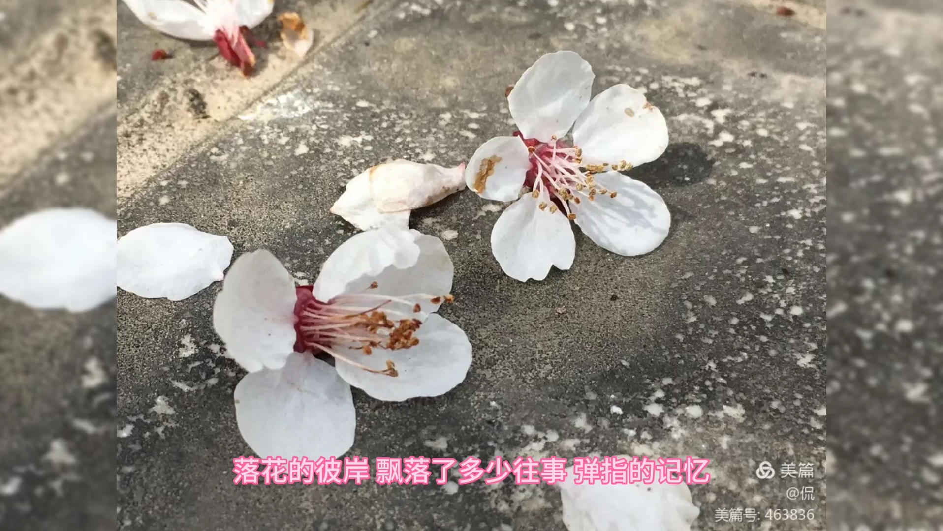 [图]不见飞花不见人，徒留一江春水空自流